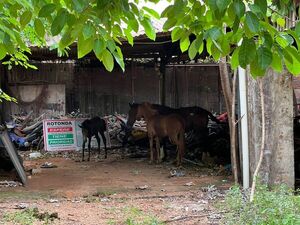 Caballos fueron a parar al corralón municipal