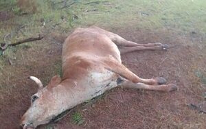 Extraña mortandad de vacas asusta a pobladores