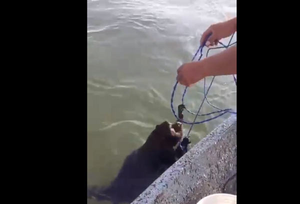 (Video) Rescatan un karaja a punto de morir ahogado en el río Paraná