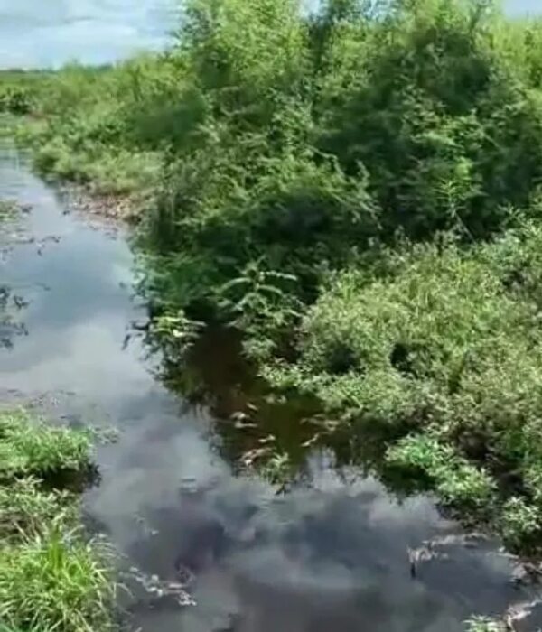 Lluvias traen alivio en zonas del bajo Pilcomayo, pero se necesita mejor escurrimiento de aguas, dicen - Nacionales - ABC Color