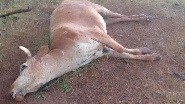 Productores de Carmen del Paraná denuncian llamativa muerte de animales vacunos