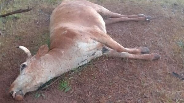 Productores de Carmen del Paraná denuncian llamativa muerte de animales vacunos