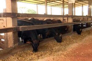 Milleto como abono verde y para nutrición de animales - Nacionales - ABC Color