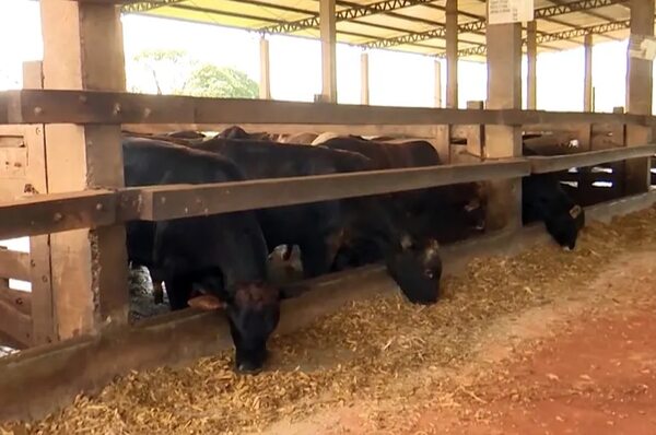 Milleto como abono verde y para nutrición de animales - Nacionales - ABC Color