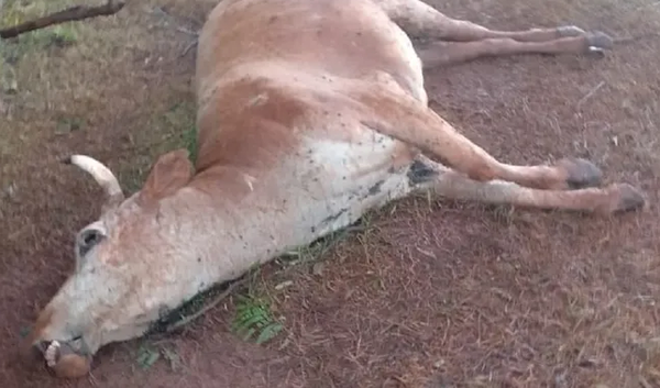 Productores denuncian llamativa muerte de animales vacunos - Noticiero Paraguay