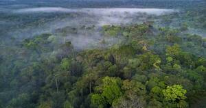 La Nación / Los bosques, santuarios amenazados del planeta