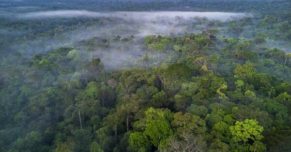 La Nación / Los bosques, santuarios amenazados del planeta
