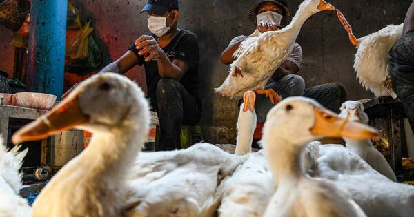 La Nación / Descartan transmisión de gripe aviar entre humanos en Camboya