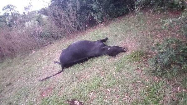Vacas mueren tras recibir la vacuna antiaftosa