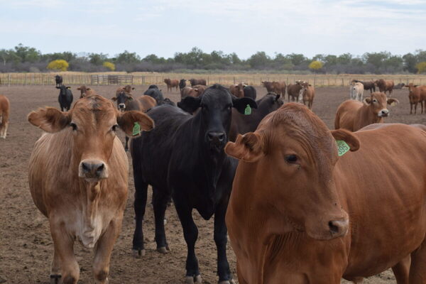 Caso atípico de vaca loca en Brasil tiró abajo el precio del Novillo Mercosur
