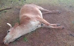 Productores de Carmen del Paraná denuncian llamativa muerte de animales vacunos – Prensa 5