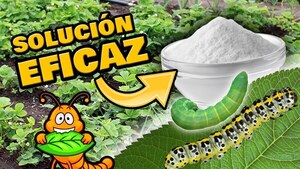 Sanando con gusanos - El Independiente