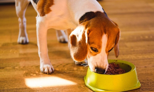 Los perros y la nutrición | Telefuturo