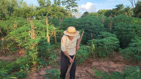 Hombre de 83 años sigue labrando la tierra