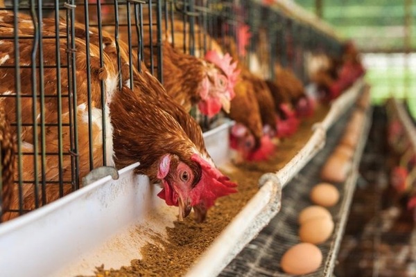 Diario HOY | Argentina suspende exportaciones de productos avícolas por influenza aviar