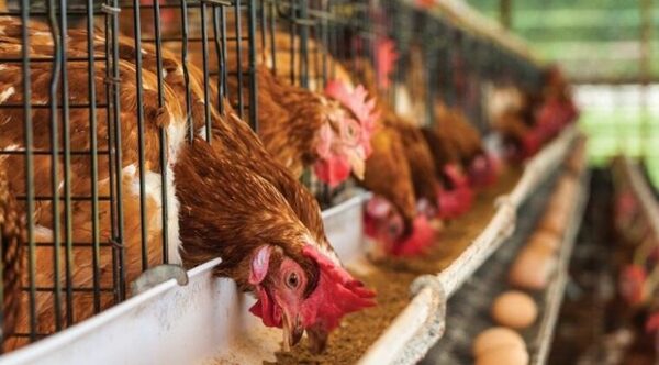 Argentina suspende exportaciones de productos avícolas por influenza aviar