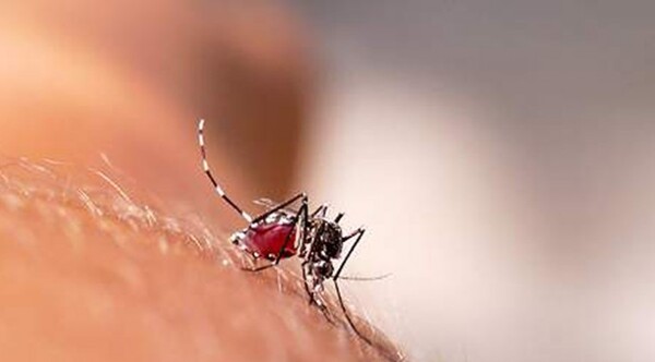 Chikunguña: alertan sobre efectos colaterales graves por automedicación