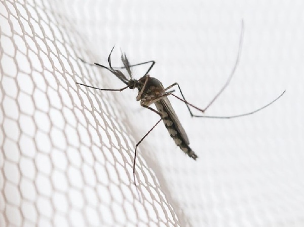 Repelentes no sólo espantan a los mosquitos, también al bolsillo - La Tribuna