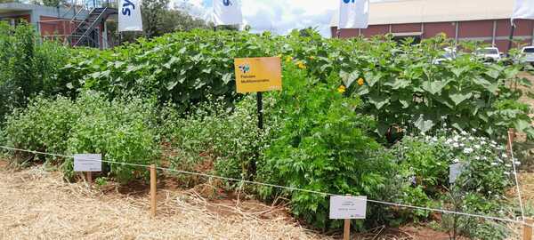 La agricultura regenerativa, como el futuro de la producción sojera paraguaya - MarketData