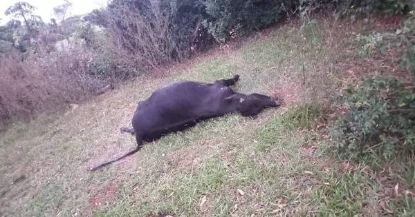 La Nación / Descartan mortandad de ganado en Carmen del Paraná por vacuna antiaftosa