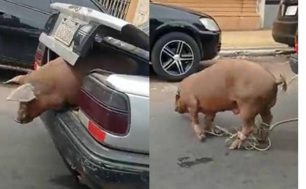 [VIDEO] El chanchito que quiso una oportunidad más: se tiró de la valijera de un auto en marcha