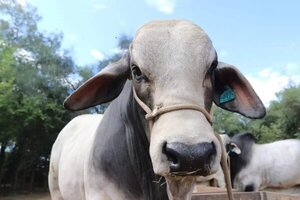 Aseguran que vacuna anti-aftosa no es causante de la mortandad de ganado en Itapúa
