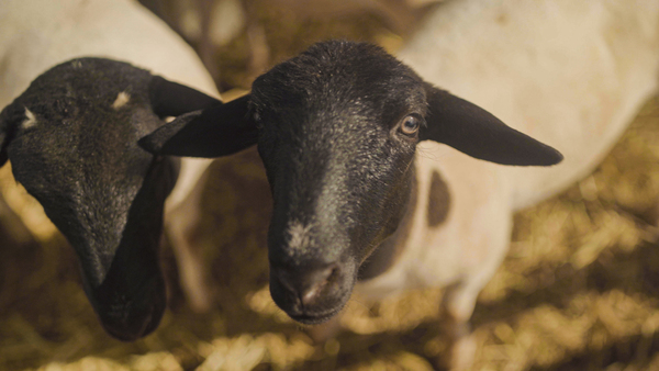 Feria Innovar acercará la vanguardia en leche, carne vacuna y producción ovina - La Clave