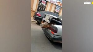 Kure Luque: filman a un cerdo escapando de la valijera de un auto - Soy un viral - ABC Color