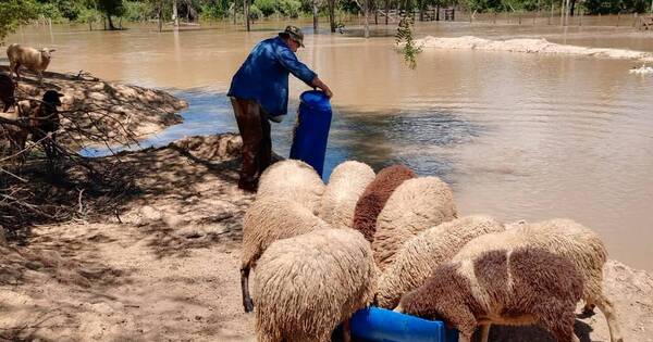 La Nación / Intensas lluvias dañan proyecto PIMA del MAG en el Chaco