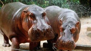 Hipopótamos de Pablo Escobar serán trasladados en aviones y sin anestesia