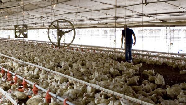 Argentina suspende las exportaciones de carne de pollo tras detectar primer caso de gripe aviar