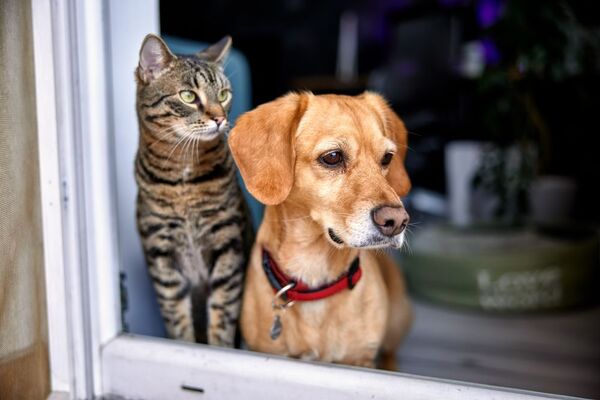 Innovación en los negocios: Inteligencia artificial para la seguridad del hogar ahora incluye a las mascotas - MarketData