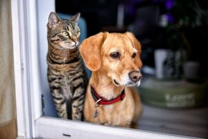 Innovación en los negocios: Inteligencia artificial para la seguridad del hogar ahora incluye a las mascotas - MarketData