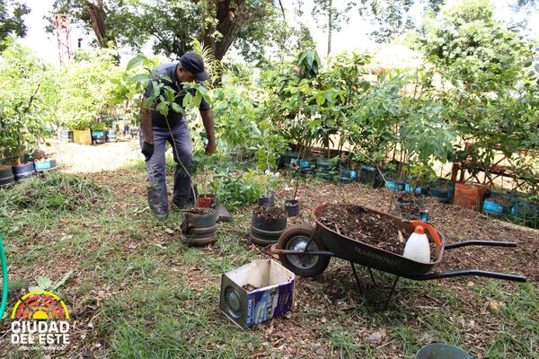 Municipalidad de CDE reinicia entrega de mudas de plantas a las comunidades - Noticde.com
