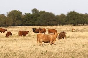 Resiliencia caracteriza a productores del Chaco