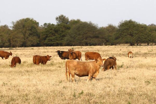 Resiliencia caracteriza a productores del Chaco