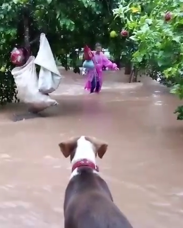 Puentesiño en emergencia