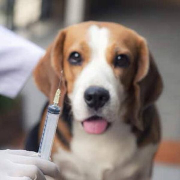 Brasil prohíbe experimentar con animales vertebrados en la industria cosmética - ADN Digital