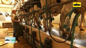 Rutina de ordeño de vacas lecheras y la importancia del personal - ABC Noticias - ABC Color