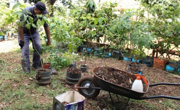 Vivero municipal reinicia entrega de mudas de plantas