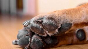 Matan de un balazo a un perro en Carapeguá