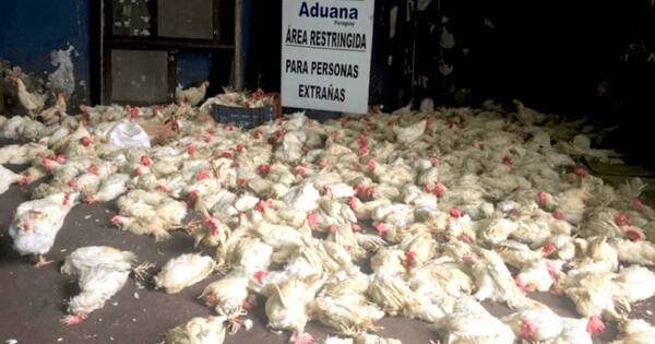 La Nación / Temen que cierre de envíos de rubros aviares refuerce el contrabando