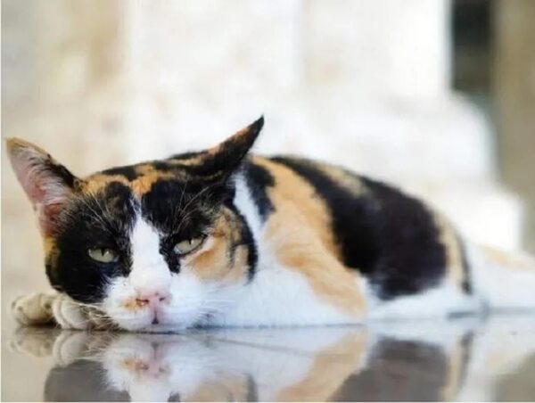 Hipopotasemia: Cuando los felinos tienen alteración electrolítica - Mascotas - ABC Color