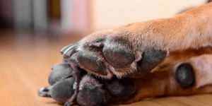Matan de un balazo a un perro en Carapeguá - Noticiero Paraguay