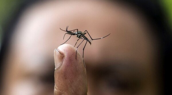 Diario HOY | Chikunguña: los alimentos que ayudan a reducir los fuertes dolores