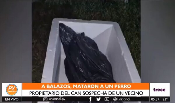 Matan a balazos a un perro en Carapeguá - trece