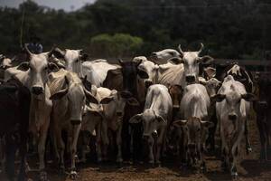 Canadá confirmó que caso de vaca loca es atípico y Brasil prevé una rápida reactivación de China