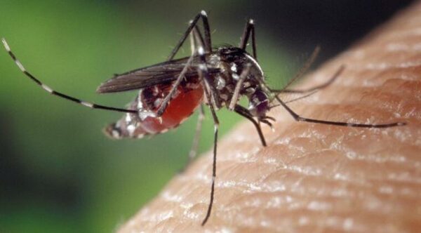 Chikunguña: los alimentos que ayudan a reducir los fuertes dolores