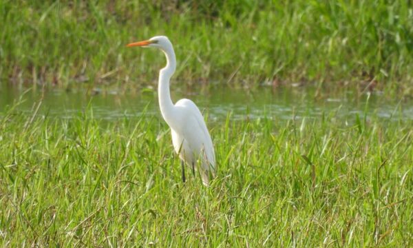 En el Día de la Vida Silvestre, ITAIPU reafirma su compromiso para la conservación de las especies
