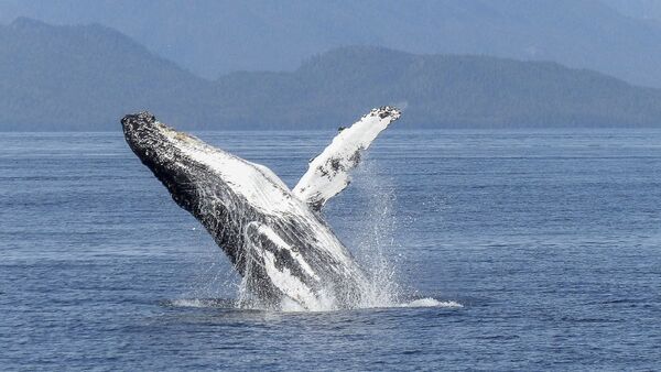 Ballenas dentadas usan sonidos graves para cazar en profundidades